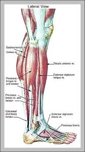 Ebraheim's educational animated video describes the muscle and nerve anatomy of the lower leg.there are fourteen muscles within the lower leg. Lower Leg Muscles Anatomy Graph Diagram