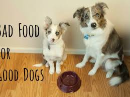 The built in reservoir increases capacity and makes refills easy. 10 Common People Foods That Can Kill Your Dog Pethelpful