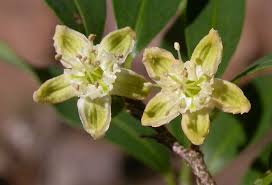 Image result for Erythroxylaceae