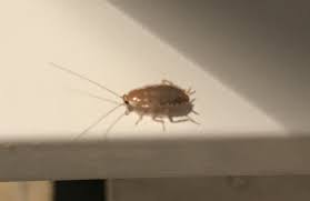 Délices insectes est un projet de développement durable qui a pour but de faire la promotion des insectes dans l'alimentation! Quel Est Cet Insecte Dans La Cuisine De Mes Parents