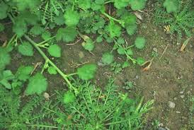 Image result for Coronopus didymus