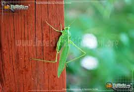 Eggs are oviposited on the edges of tough, older citrus leaves in the summer and overwinter to hatch in the spring. Fork Tailed Bush Katydid Scudderia Furcata