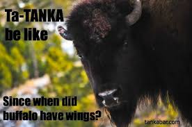 Meme Of Week Buffalo Wings Tanka Buffalo Memes