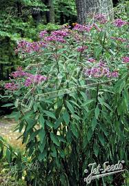 Image result for Vernonia conferta