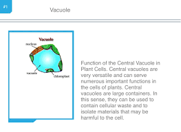 Maybe you would like to learn more about one of these? Untitled Screen 8 On Flowvella Presentation Software For Mac Ipad And Iphone