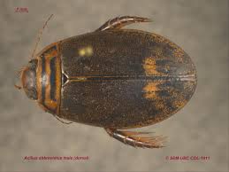 Image result for Dyschoriste multicaulis