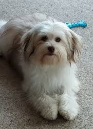 Castiel the car rider in his baby and adult stages