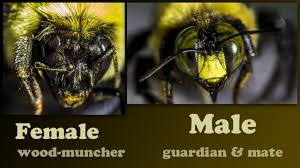 They may, however, fly towards someone who has gotten too close to the nest in an attempt to appear intimidating. Carpenter Bees Damage Wood By Boring Male Carpenter Bee Youtube