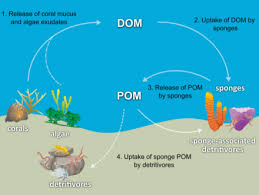 What kind of effects chronic diseases have on our health ? Sponge Wikipedia