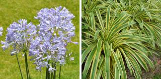 Water agapanthus planted in the garden for the first year after planting. Agapanthus Care Flower Power