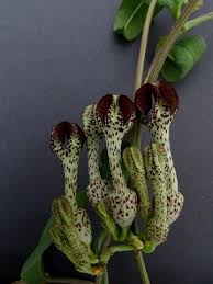 Image result for Ceropegia conrathii