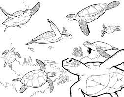 They play an important role in ocean ecosystems by maintaining healthy seagrass beds and coral reefs. Sea Turtle Coloring Pages Bestappsforkids Com