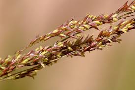 Image result for Sporobolus coromandelianus