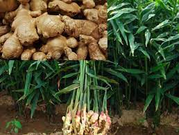 Kodagu and chickamagaluru districts are facing tough times as the price of ginger has fallen. Ginger Farming Organic Planting Harvesting Yield Agri Farming