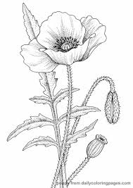 These coloring pages are designed in such a simple manner to help the kids color the same easily. Pin By Uzeyir Aktas On Quilling Poppy Drawing Poppy Coloring Page Flower Drawing