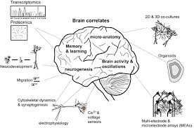 See over 133 azuma lim images on danbooru. Modeling Psychiatric Disorders From Genomic Findings To Cellular Phenotypes Molecular Psychiatry