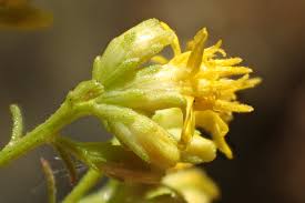 Image result for Tragus koelerioides