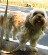 Petco pet stores in salem, or offer a wide selection of top quality products to meet the needs of a variety of pets. 8 Best Dogs For Adoption Salem Eugene Oregon Ideas Family Dogs Adoption Eugene Oregon