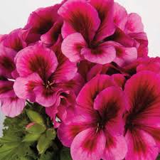 Join our friendly community that shares tips and ideas for gardens, along with seeds and plants. Pin On Pelargonium Regal