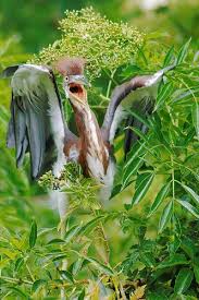 Bird With Spiky Hair Young Tri Colored Heron Rocking The Spiky Hair Look Beautiful Birds Bird Species Baby Bird