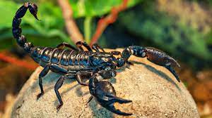 50% off your first pest control service. Get Rid Of Scorpions Ways To Keep Scorpions At Bay Survival Life