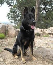 Bi Color German Shepherd Yahoo Image Search Results Hayvanlar