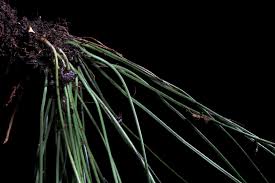 Image result for Vittaria