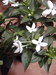 Image result for Bouvardia longiflora