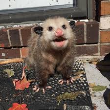 Lola The Opossum On Instagram Screaming Because Halloween Is So Close What Are You All Going To Be Sorry For The Lack Cute Animals Happy Animals Opossum