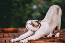 Adoption fees for purebred cats/kittens start at $300. The Truth About Declawing Cats Michigan Humane