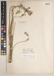 Image result for Dolichos kilimandscharicus