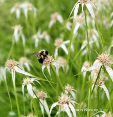 Image result for Rhynchospora rugosa