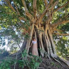 Image result for Ficus obliqua