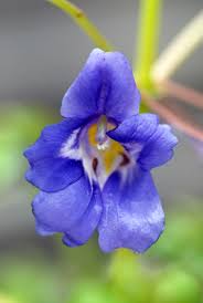 Image result for Impatiens erecticornis