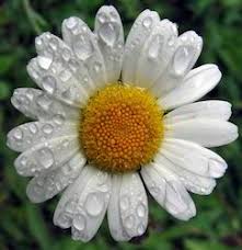 Applied externally as a wash or compress for skin. Dried Chamomile Flowers à¤• à¤® à¤® à¤‡à¤² à¤« à¤² à¤µà¤° à¤• à¤® à¤® à¤‡à¤² à¤• à¤« à¤² In Awas Vikas Rudrapur Natural Concepts India Id 2916252162