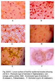 Image result for Stomatanthes