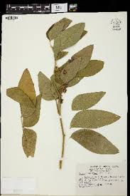 Image result for Cassia burttii
