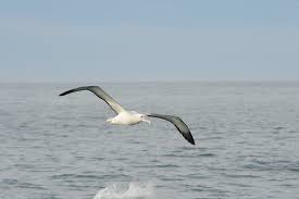 The southern royal albatross (diomedea epomophora) is a large seabird from the albatross family. Southern Royal Albatross In Flight Grid Arendal