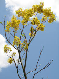 Image result for Nelsonia smithii