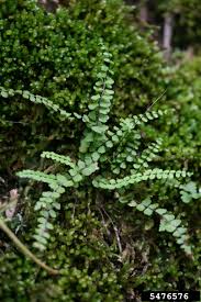 Image result for Asplenium trichomanes