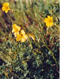 Image result for Oxalis pes-caprae