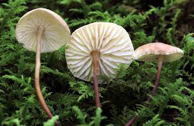 Image result for Marasmius opacus