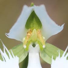 Image result for Habenaria cirrhata