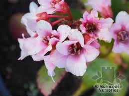 Begonias are beloved by plant enthusiasts and beginner indoor gardeners alike for their we've rounded up the best info and care tips for all varieties of begonia, including light. Bergenia From Burncoose Nurseries