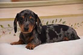 Click here to be notified when new dachshund puppies are listed. Dachshund Puppies For Sale Springfield Il 212537