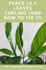 Why Are My Peace Lily Leaves Curling And How To Fix It Peace Lily Peace Lily Flower Peace Lilly Plant