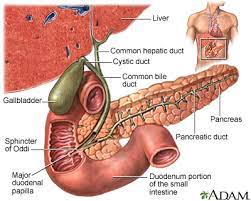 The widest part of the duct is Duodenal Papilla Dote Anatomy Topics