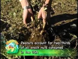 Peanuts peanuts are not nuts. Peanuts Grown On Our Hobby Farm Youtube