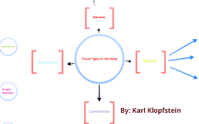Create, discover and share resources. Tissue Concept Map By Karl Klopfstein