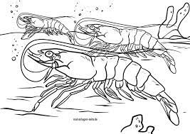 These adorable shrimp coloring pages are products of your child's wide imagination and bettered pencil control after spending hours completing this game activity. Great Coloring Page Shrimp Animals In Water Free Coloring Pages